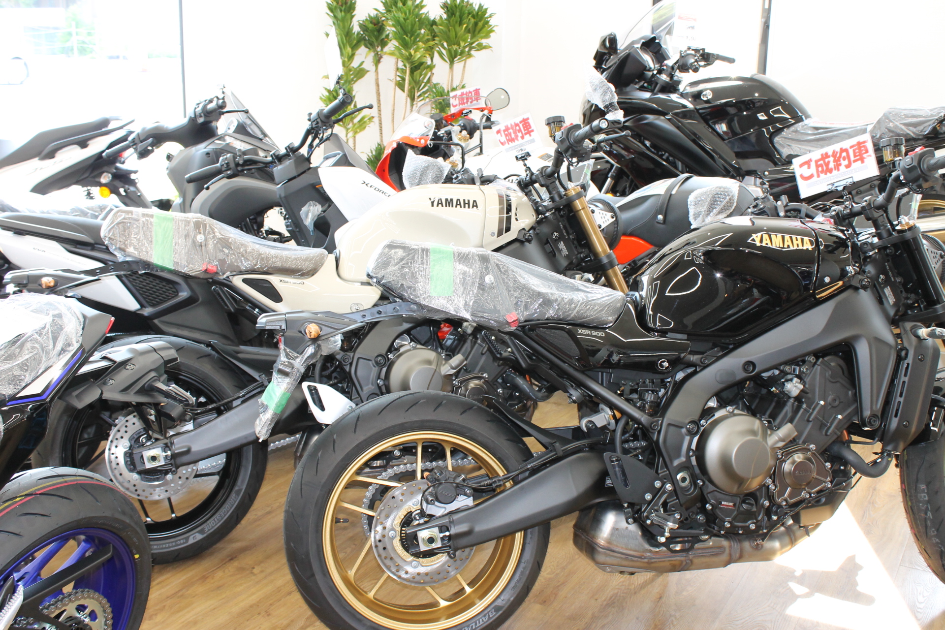 2025年　XSR900　新車入庫しました！